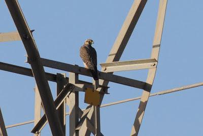 Halcones tagarotes, peregrinos y otros... (actualizado 13 enero)