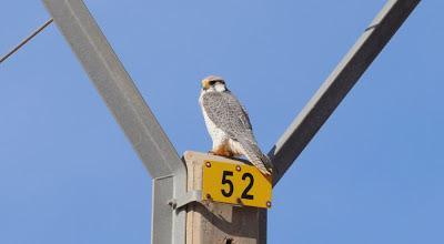 Halcones tagarotes, peregrinos y otros... (actualizado 13 enero)