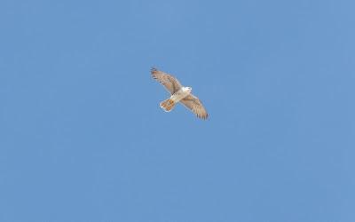 Halcones tagarotes, peregrinos y otros... (actualizado 13 enero)