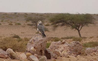 Halcones tagarotes, peregrinos y otros... (actualizado 13 enero)