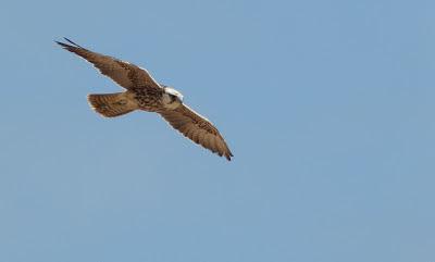 Halcones tagarotes, peregrinos y otros... (actualizado 13 enero)