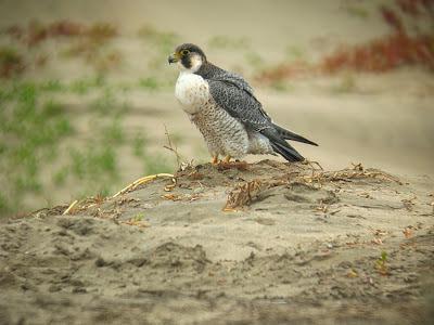 Halcones tagarotes, peregrinos y otros... (actualizado 13 enero)