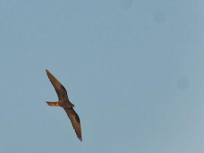 Halcones tagarotes, peregrinos y otros... (actualizado 13 enero)