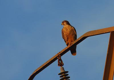 Halcones tagarotes, peregrinos y otros... (actualizado 13 enero)