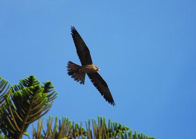 Halcones tagarotes, peregrinos y otros... (actualizado 13 enero)