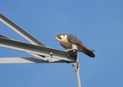 Halcones tagarotes, peregrinos y otros... (actualizado 13 enero)