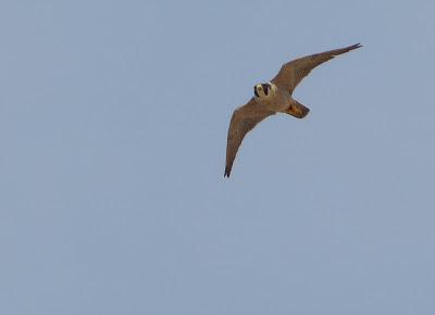 Halcones tagarotes, peregrinos y otros... (actualizado 13 enero)