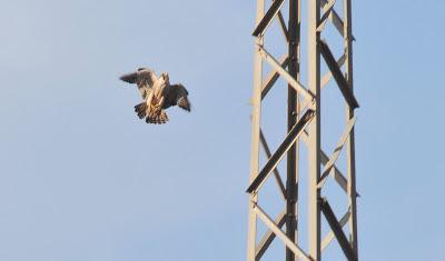 Halcones tagarotes, peregrinos y otros... (actualizado 13 enero)