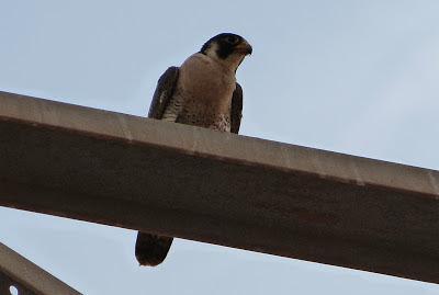 Halcones tagarotes, peregrinos y otros... (actualizado 13 enero)