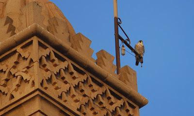 Halcones tagarotes, peregrinos y otros... (actualizado 13 enero)