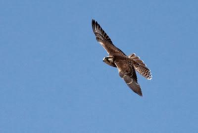 Halcones tagarotes, peregrinos y otros... (actualizado 13 enero)