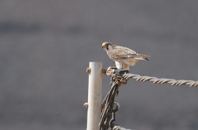 Halcones tagarotes, peregrinos y otros... (actualizado 13 enero)