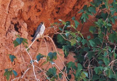 Halcones tagarotes, peregrinos y otros... (actualizado 13 enero)