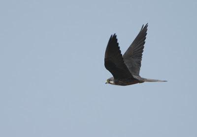 Halcones tagarotes, peregrinos y otros... (actualizado 13 enero)