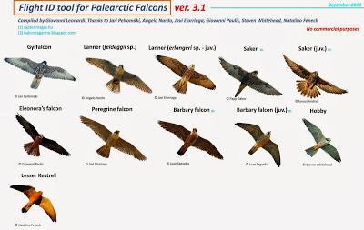 Halcones tagarotes, peregrinos y otros... (actualizado 13 enero)