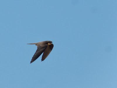 Halcones tagarotes, peregrinos y otros... (actualizado 13 enero)