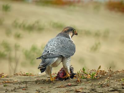 Halcones tagarotes, peregrinos y otros... (actualizado 13 enero)