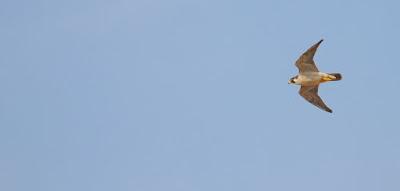 Halcones tagarotes, peregrinos y otros... (actualizado 13 enero)