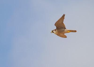 Halcones tagarotes, peregrinos y otros... (actualizado 13 enero)