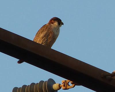 Halcones tagarotes, peregrinos y otros... (actualizado 13 enero)