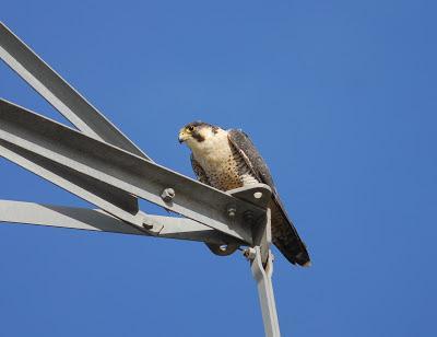 Halcones tagarotes, peregrinos y otros... (actualizado 13 enero)