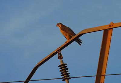 Halcones tagarotes, peregrinos y otros... (actualizado 13 enero)