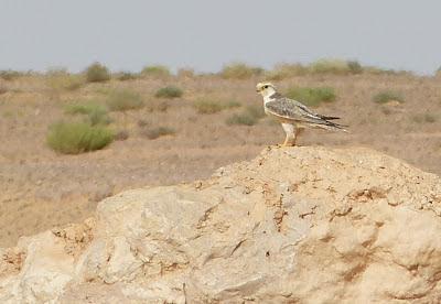 Halcones tagarotes, peregrinos y otros... (actualizado 13 enero)