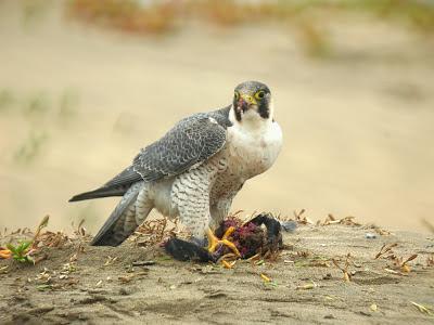 Halcones tagarotes, peregrinos y otros... (actualizado 13 enero)