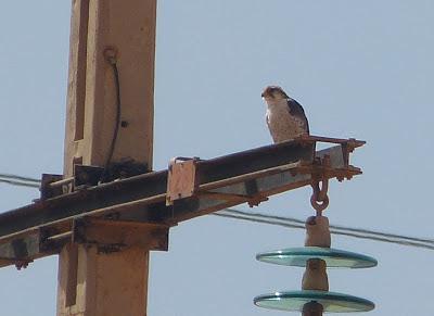 Halcones tagarotes, peregrinos y otros... (actualizado 13 enero)