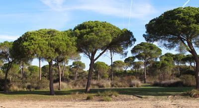 Doñana y su entorno en invierno