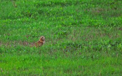 Doñana y su entorno en invierno