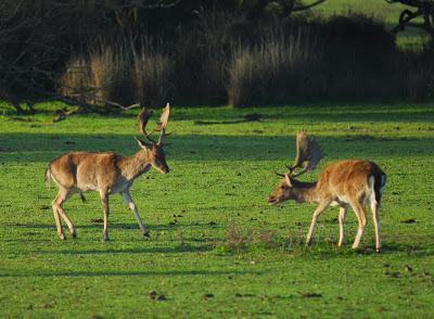 Doñana y su entorno en invierno