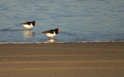 Doñana y su entorno en invierno