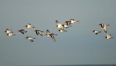 Doñana y su entorno en invierno