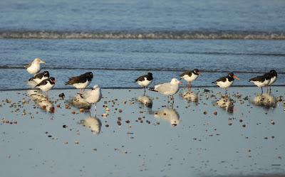 Doñana y su entorno en invierno
