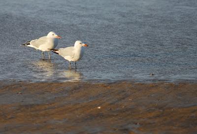 Doñana y su entorno en invierno