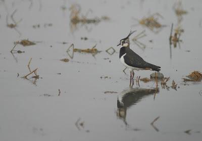 Doñana y su entorno en invierno