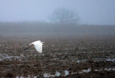 Doñana y su entorno en invierno