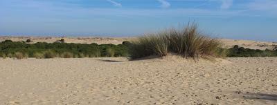 Doñana y su entorno en invierno