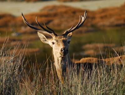 Doñana y su entorno en invierno