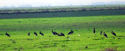 Doñana y su entorno en invierno