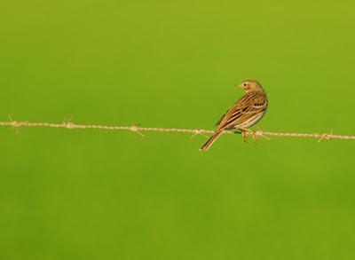 Doñana y su entorno en invierno