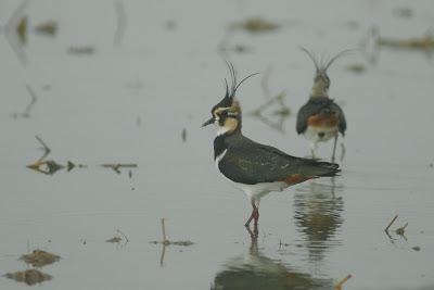 Doñana y su entorno en invierno