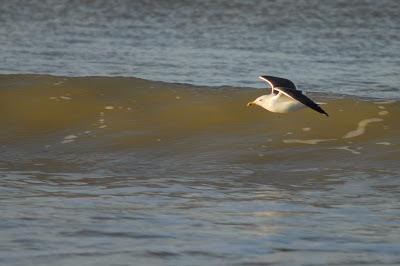 Doñana y su entorno en invierno