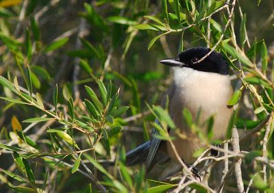 Doñana y su entorno en invierno