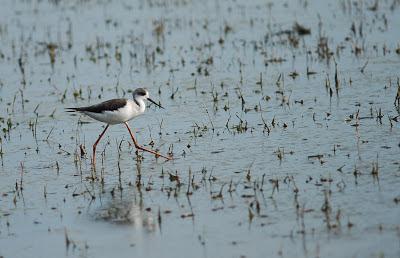 Doñana y su entorno en invierno