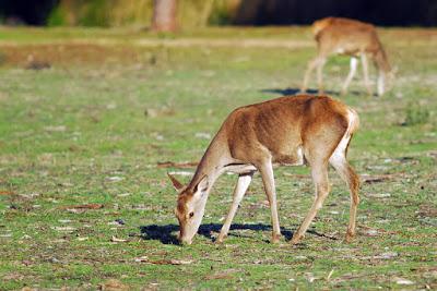 Doñana y su entorno en invierno