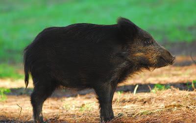 Doñana y su entorno en invierno