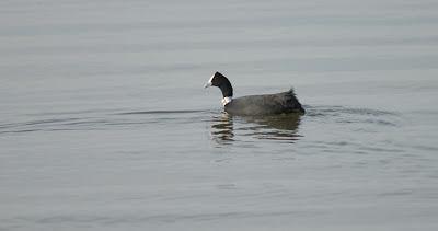 Doñana y su entorno en invierno