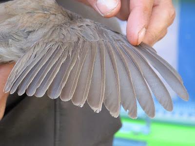 Anillar aves migratorias en el Parque Nacional de Souss Massa